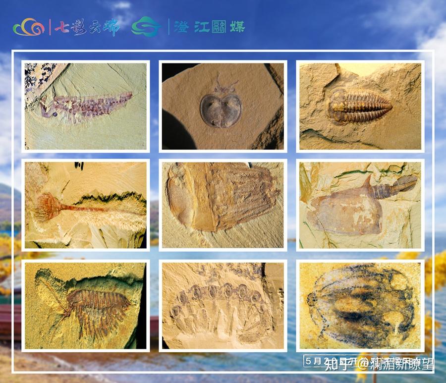 【5月20日起航】 来帽天山 跟5亿岁的古生物对话