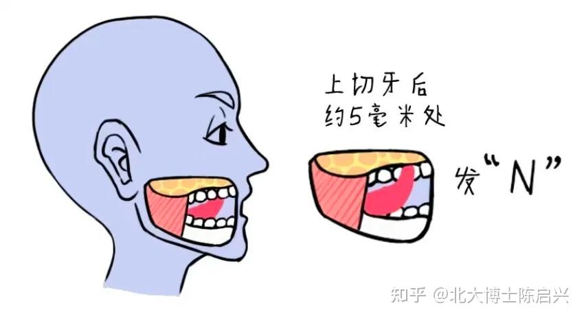 【口呼吸】唇舌肌训练,在家也能做 - 知乎