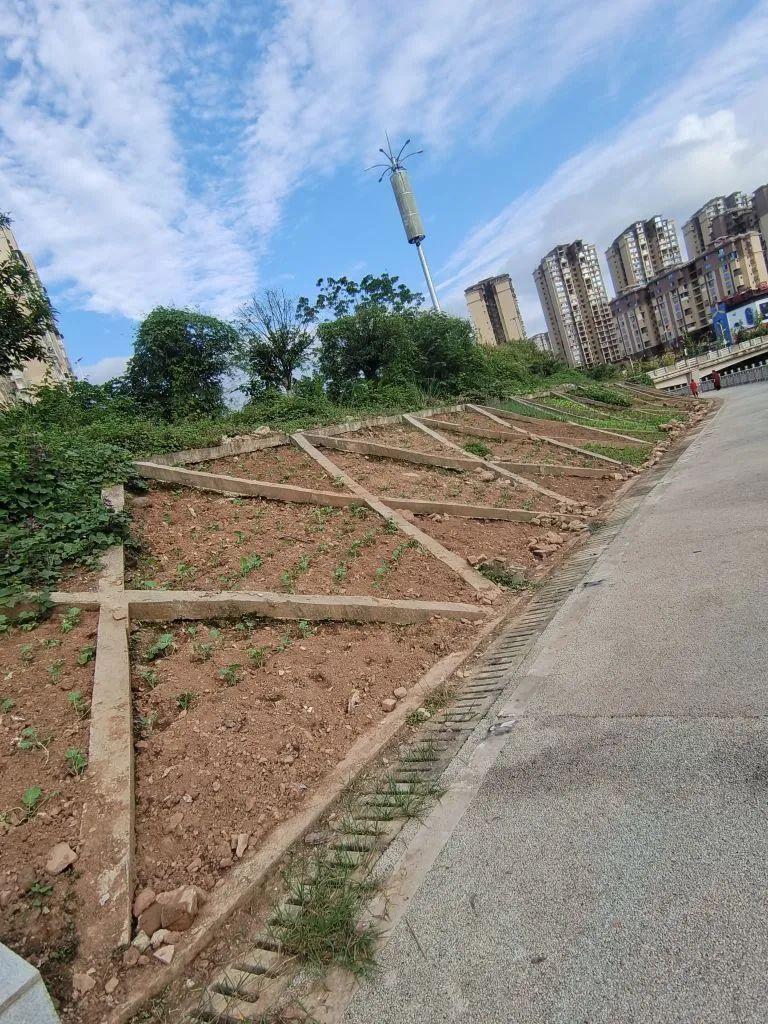 蓬安清溪河畔的河道护坡居然被人变作"菜地"!