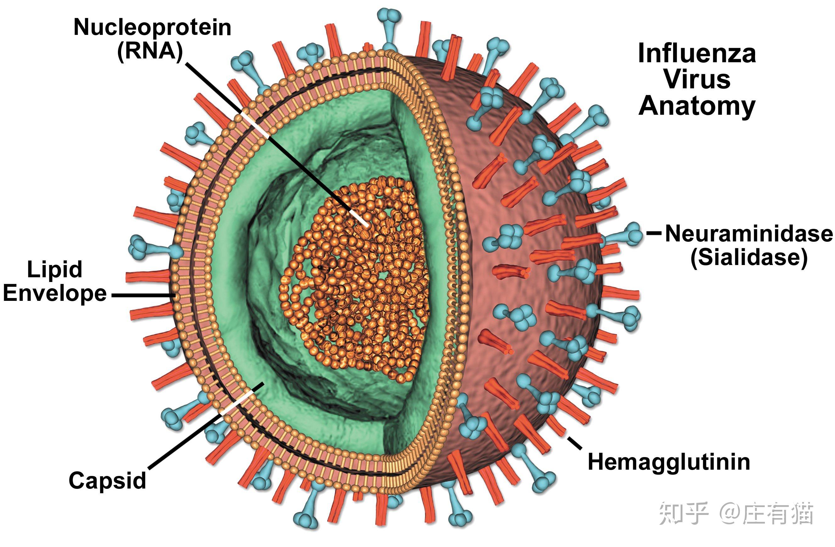 所有的病毒都有两个基本结构,一个是里面的核酸(dna或者rna),另外一个