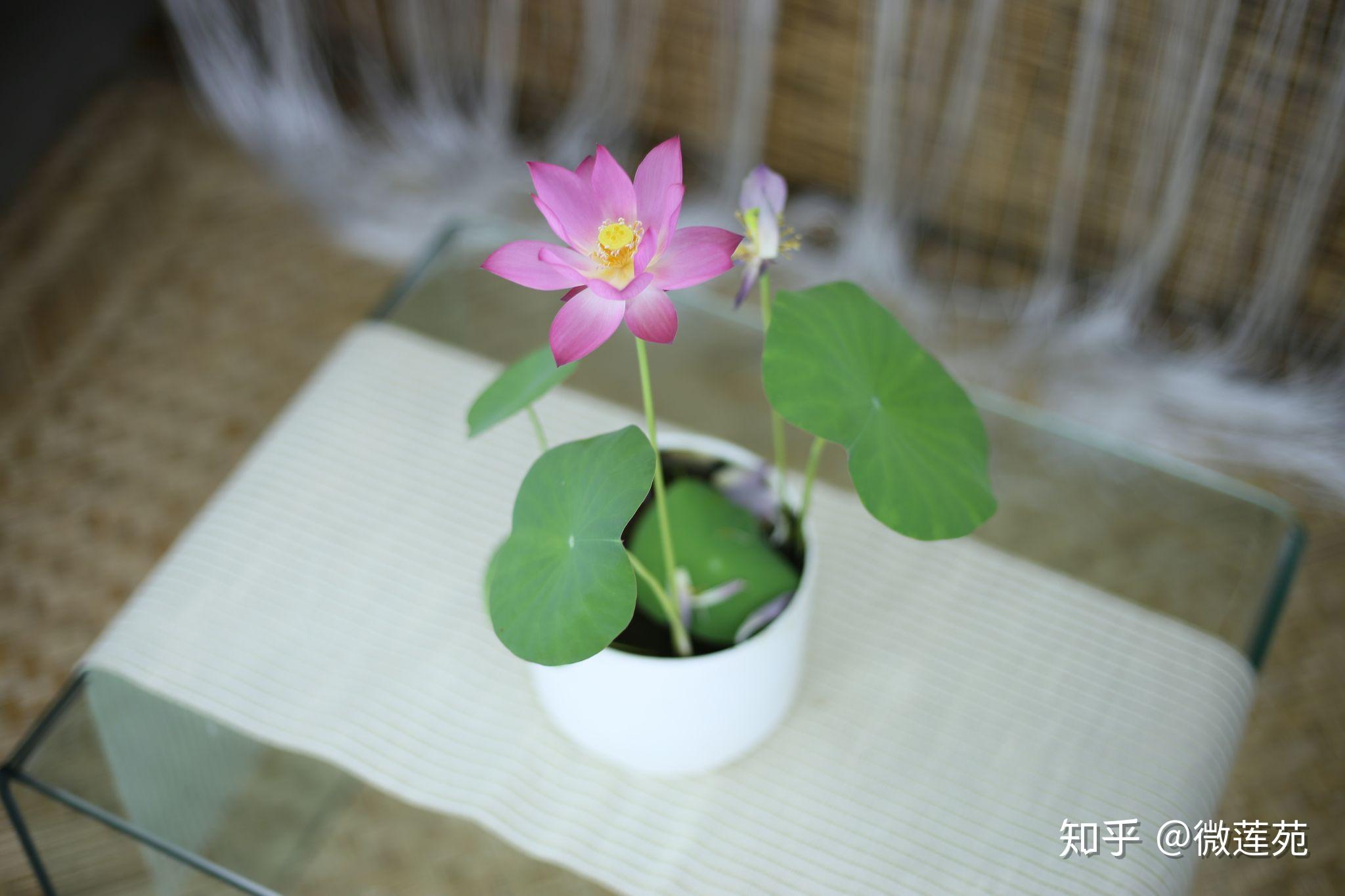 微型碗莲可以用多大的容器养