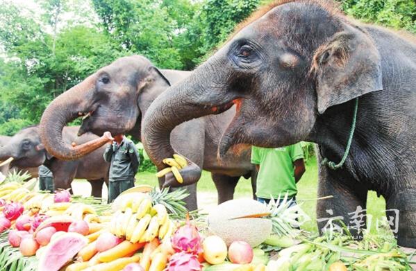 大象吃什么食物为主图片