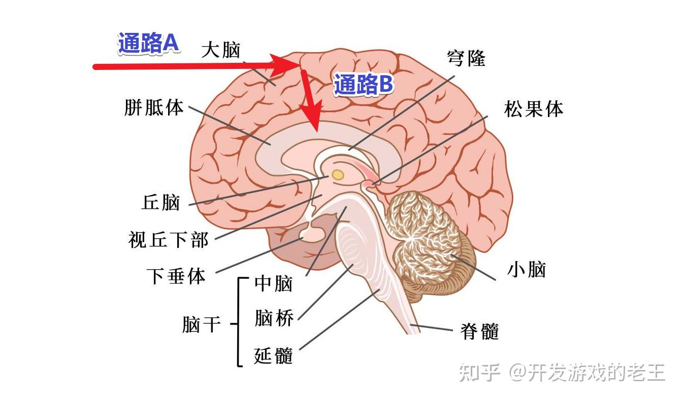 胼胝体在脑部的位置图图片