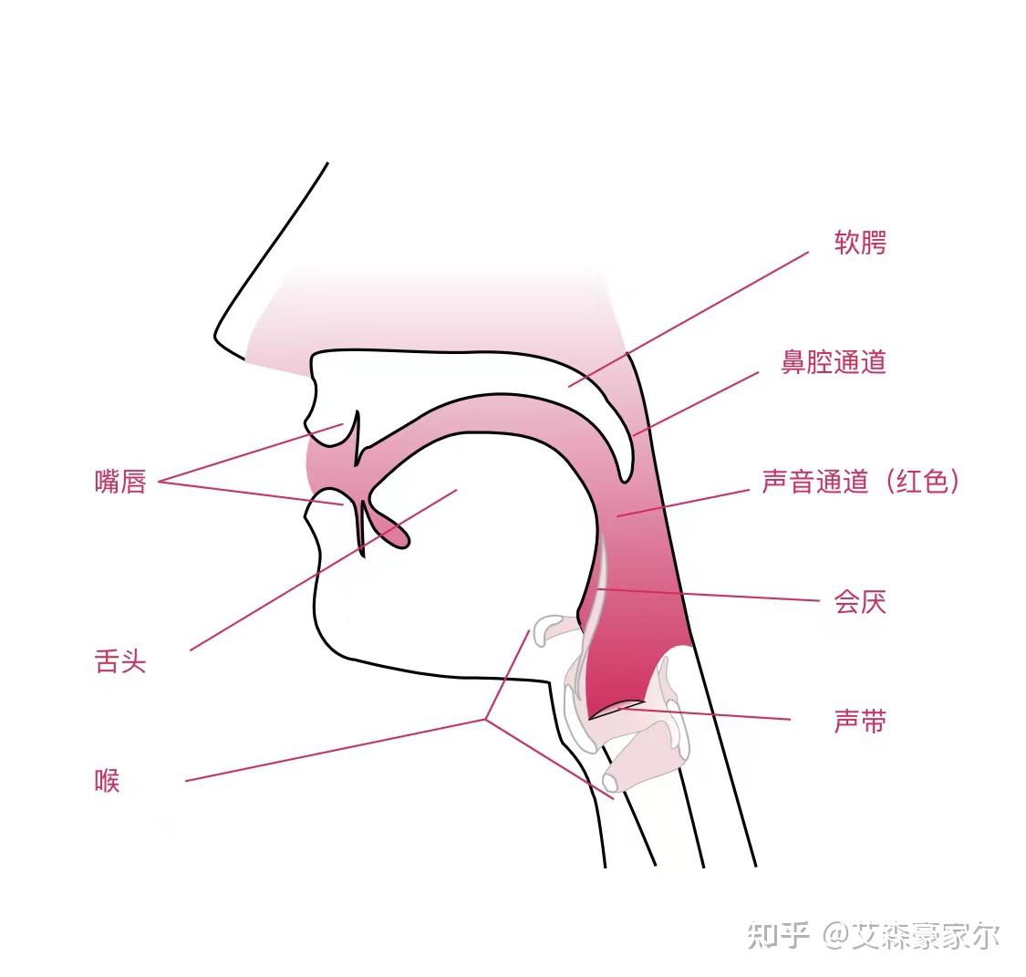  Complete Vocal Technique-概述 - 知乎 Motiv 