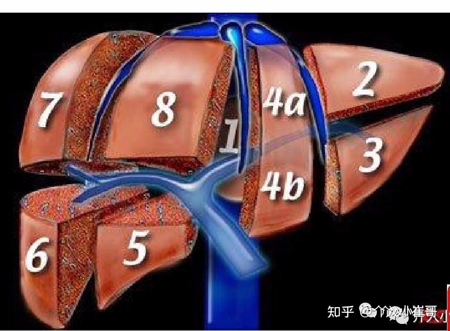 肝脏s4段位置图图片