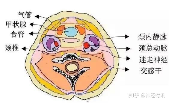 頸內動脈;2.頸靜脈球;3.乙狀竇;4.小腦圖25 頸內靜脈