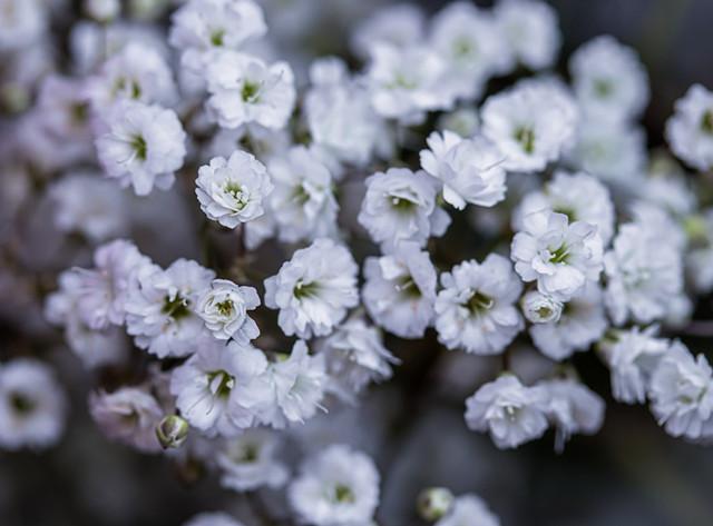 满天星只在初夏开花 用这个方法调控花期 四季看花 知乎