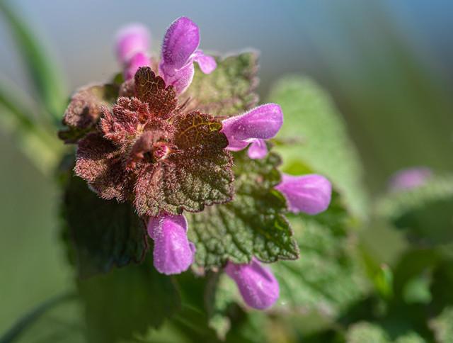 农村常见的"宝塔草",状如华盖,小植物也有大能量!