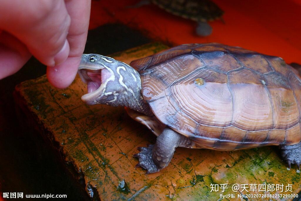 乌龟或者鳖最长能活多久?