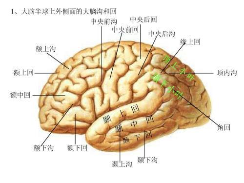 言语活动的中枢机制 心理学了26 知乎