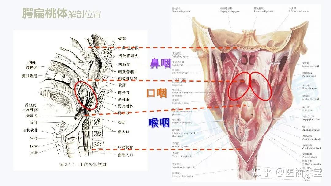 扁桃体解剖结构图解图片