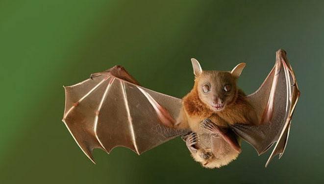 你所不知道的蝙蝠——常態“發燒”，體內如“毒蠱”