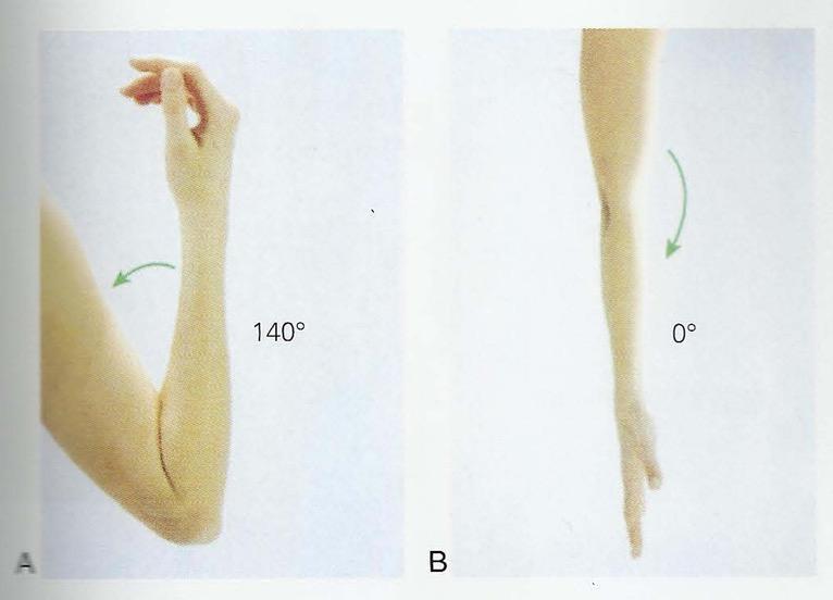 肘关节:肘关节屈,肘关节伸膝关节:膝关节屈,膝关节伸髋关节