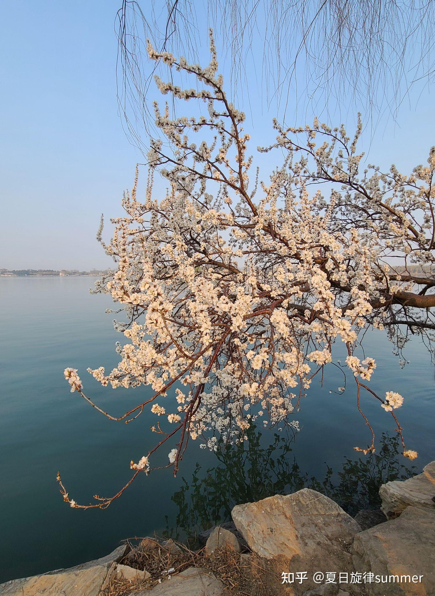 桃花如梦似雪的颐和园西堤