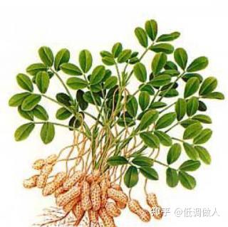 什么人不能吃花生苗 v2-3095bff008f61d2979d4a75f3e58d1e2_b.jpg