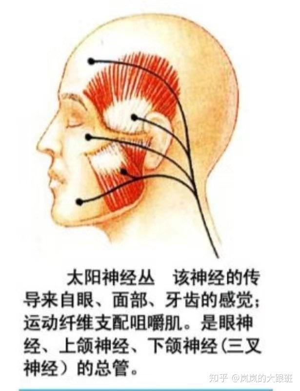 太阳丛神经分布图图片