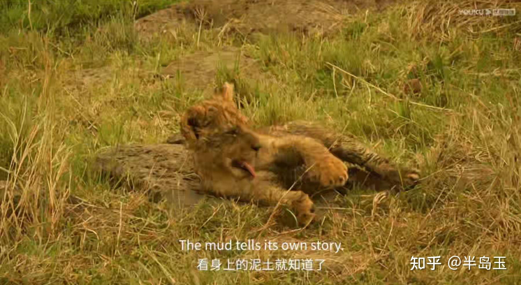 纪录片《塞伦盖蒂》第一季中的爱恨情仇(一) 单身母亲育儿记(2)