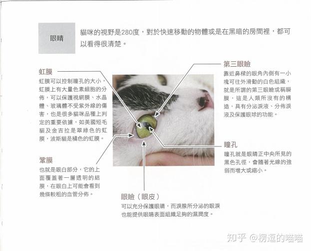 涨知识:猫咪瞳孔会变化