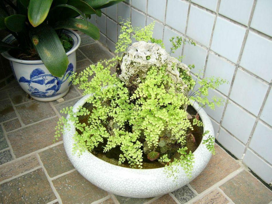 铁线蕨 - 知乎