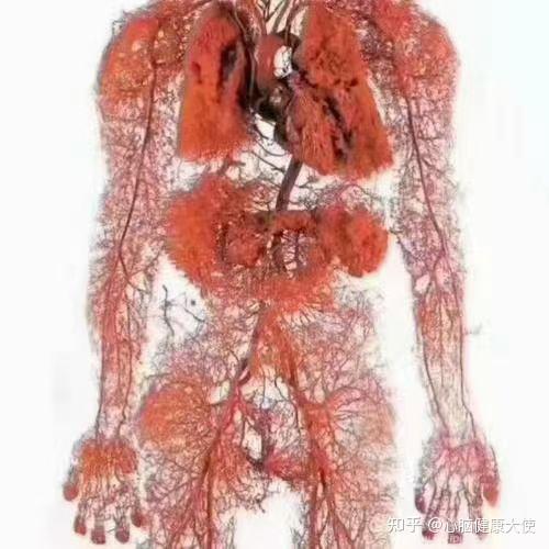 微循环和疾病的关系