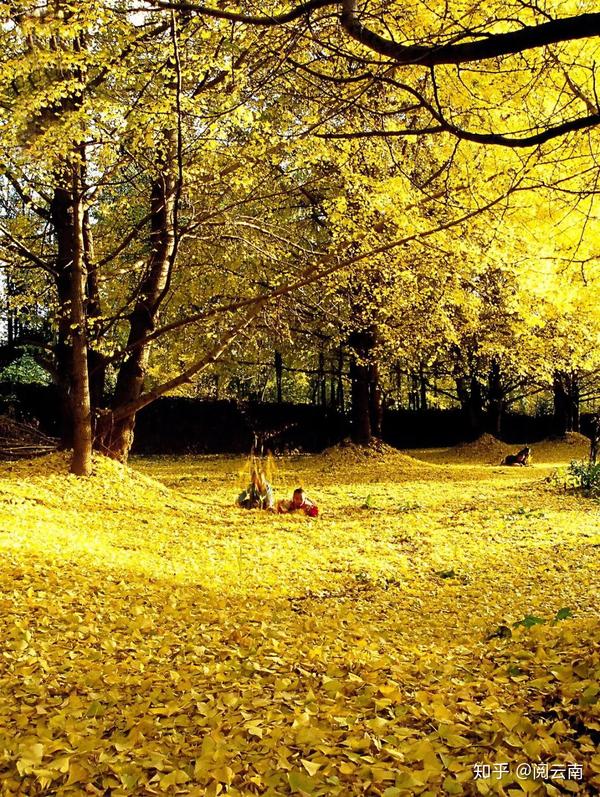 腾冲古村里的春夏秋冬四季景色,千姿百态,冬景排名云南前三!