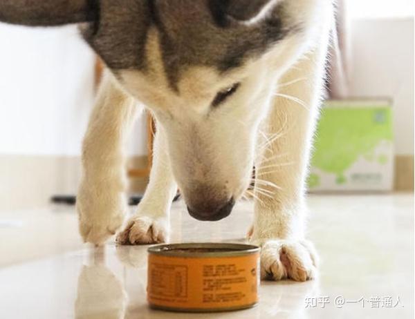 狗为啥喜欢吃骨头 v2-30bc1e3e935f27b49a1a035745dd0b0a_r.jpg