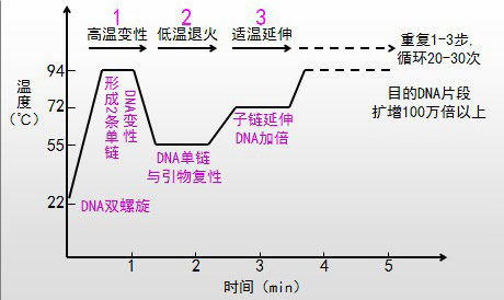 干货满满!PCR 核心原理及工作流程 - 知乎