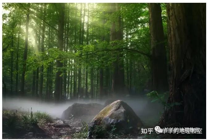 森林遮荫挡雨的本领有多强，看郁闭度就知道 - 知乎