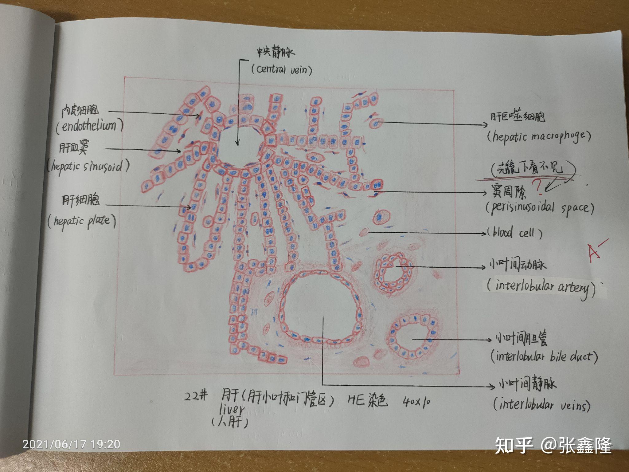 中等动静脉切片手绘图图片