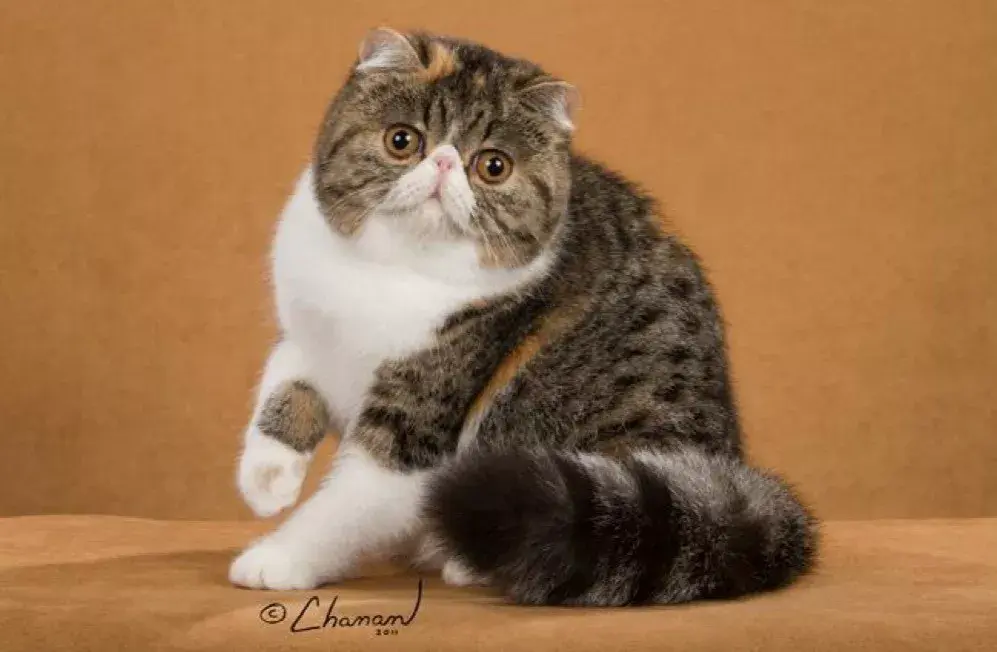 异短猫品种标准cfa官方颁布中文最新译本完整版非国内残译本