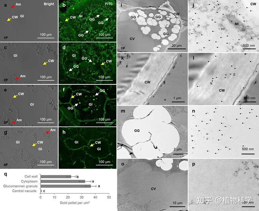 中国科学院武汉植物园药用植物资源团队解析白及多糖的组织化学定位和生物合成分子机制 - 知乎