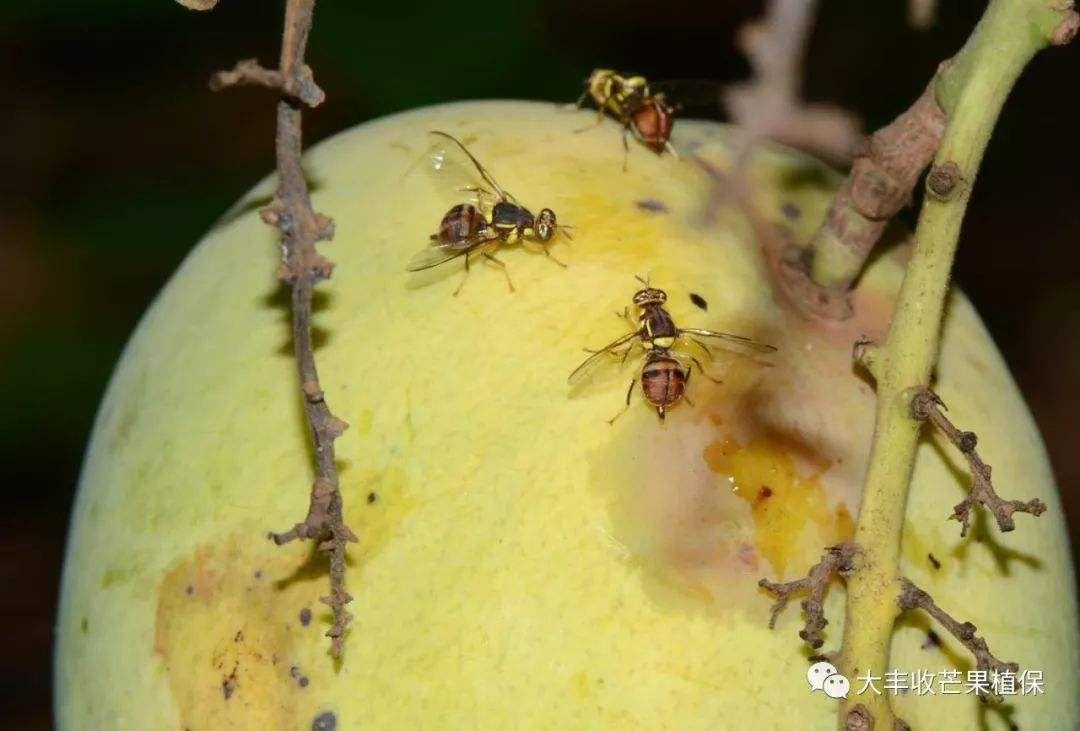 請問這是芒果蠅嗎