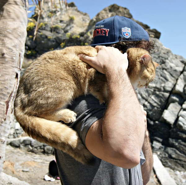 吸猫大会英短金渐层thesey