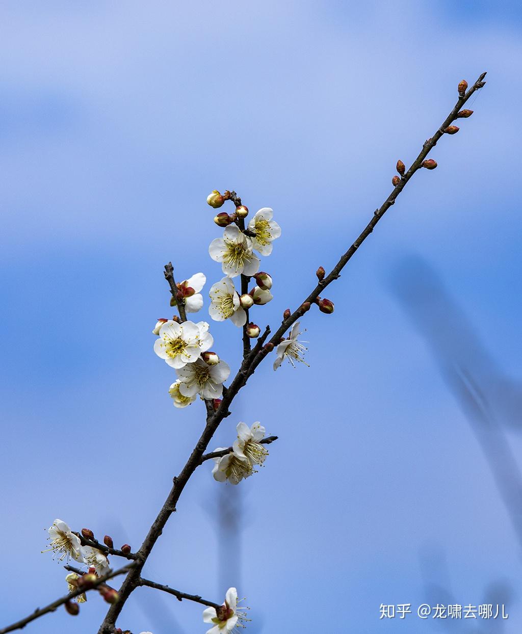 目前,深圳马峦山郊野公园的梅花已绽放,因公园现正处于大范围的建设和