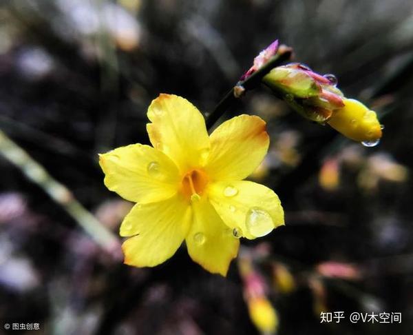 二月迎春花胜柳 初春气息惹人醉 知乎