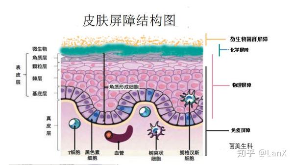 兰旋老师-皮肤屏障简析 - 知乎