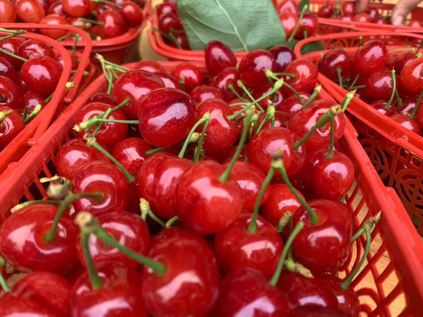 果苗批发基地鸡心樱桃的管理方法