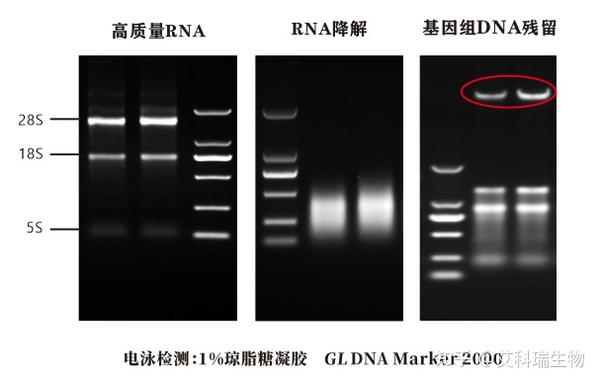 RNA提得好,后续实验不用愁! - 知乎