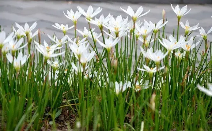 把母株從花盆內取出,抖掉多餘的盆土,把盤結在一起的根系儘可能地分開