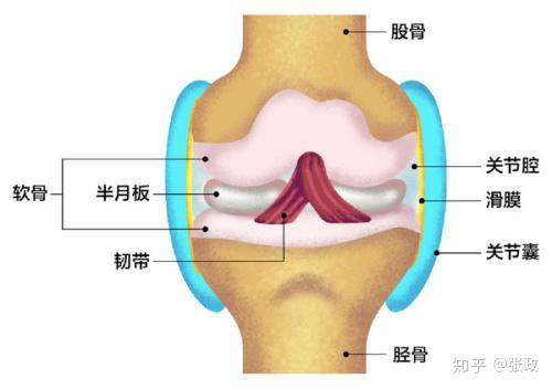 一字之差,滑膜炎和滑囊炎到底有什么区别?
