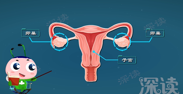 卵巢对于女性来讲,那是相当重要.