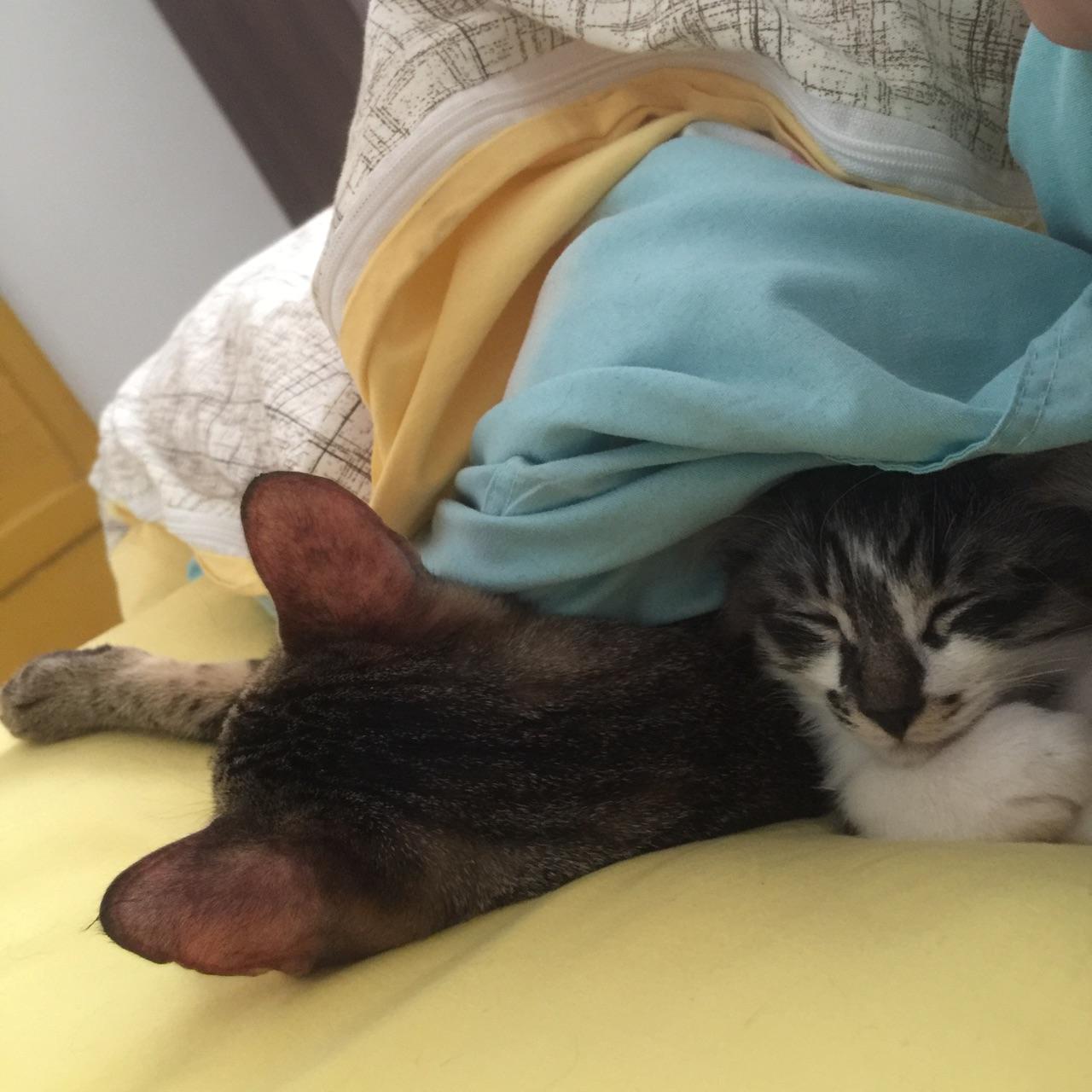 猫奴们可以用图片或者小视频展示一下吸猫的日常吗