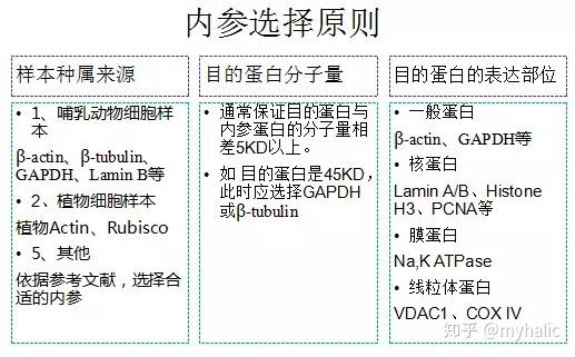 最全Western blot经验大盘点,WB有这一篇就够了 - 知乎