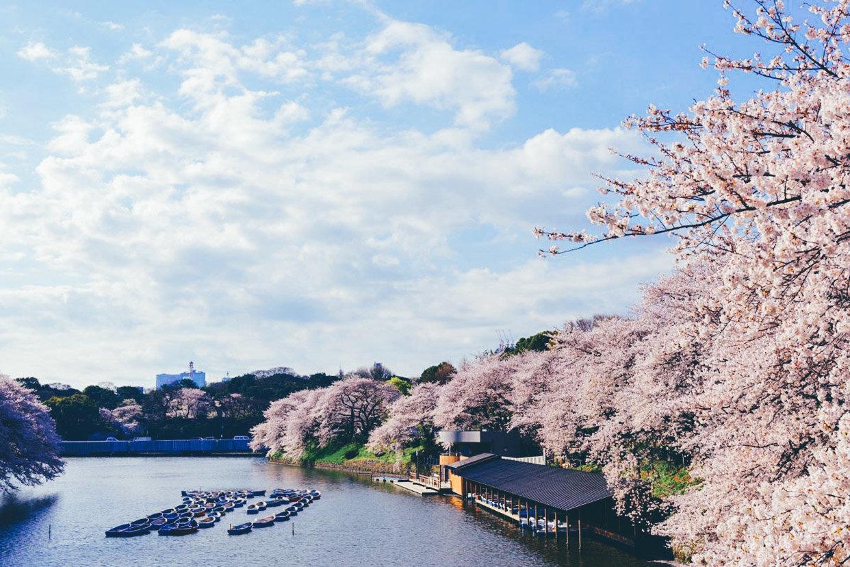 日本樱花季拍照有任何穿搭\/地点推荐以及任何