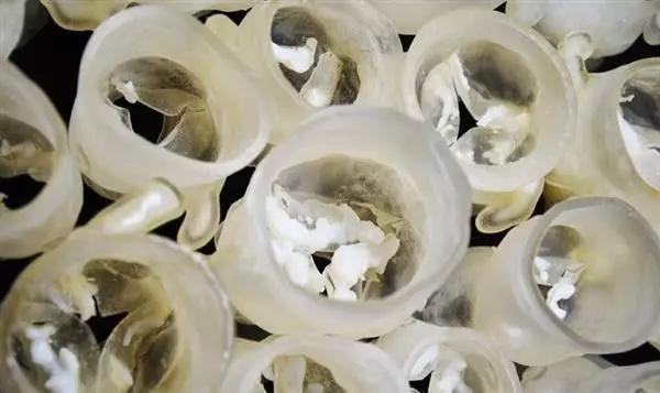 人工心脏瓣膜(来源:哈佛大学)