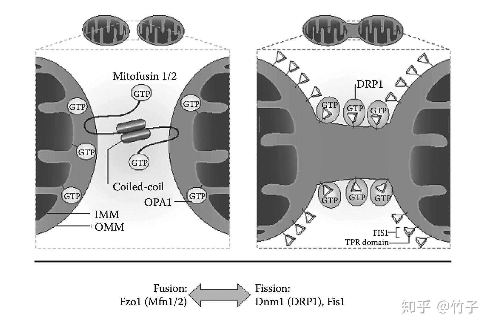 融合使衰老的線粒體交換內容物,包括突變的mtdna.