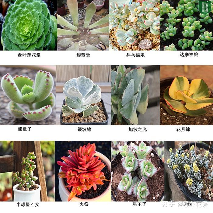 多肉控必看,324种多肉植物图文欣赏 - 知乎