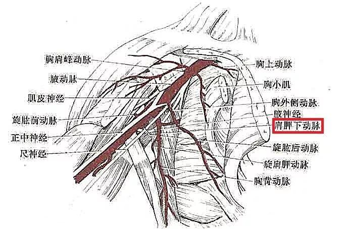 动脉 主要是肩胛降动脉