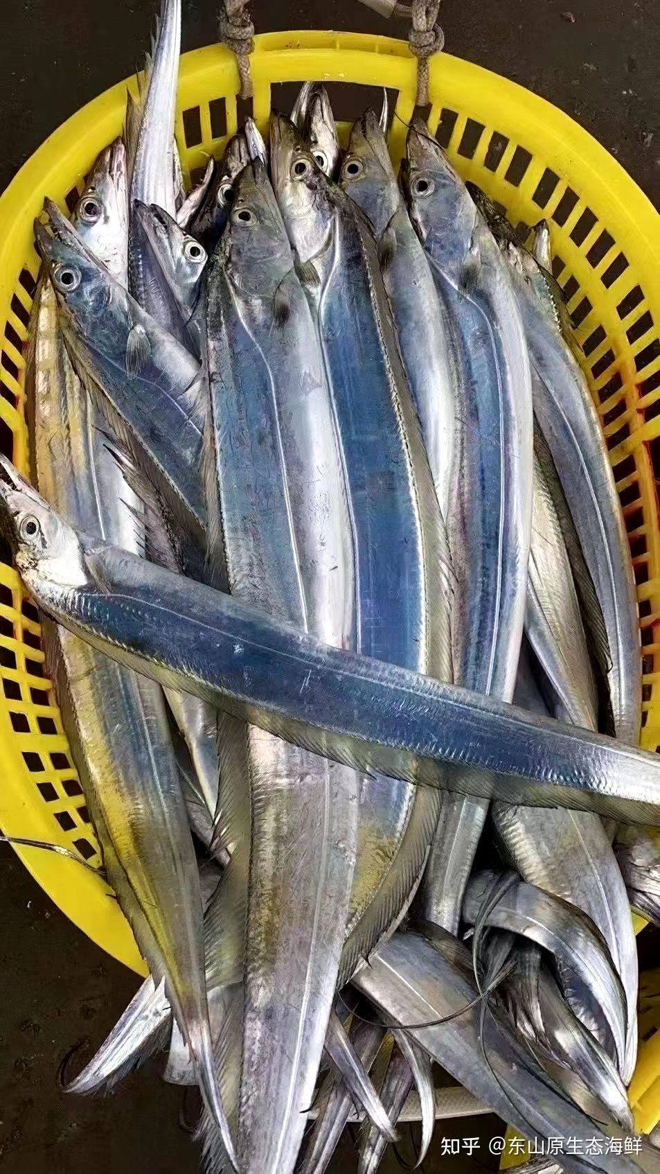 大油带青张大带鱼认真黄边灯光捕捞东山岛海鲜
