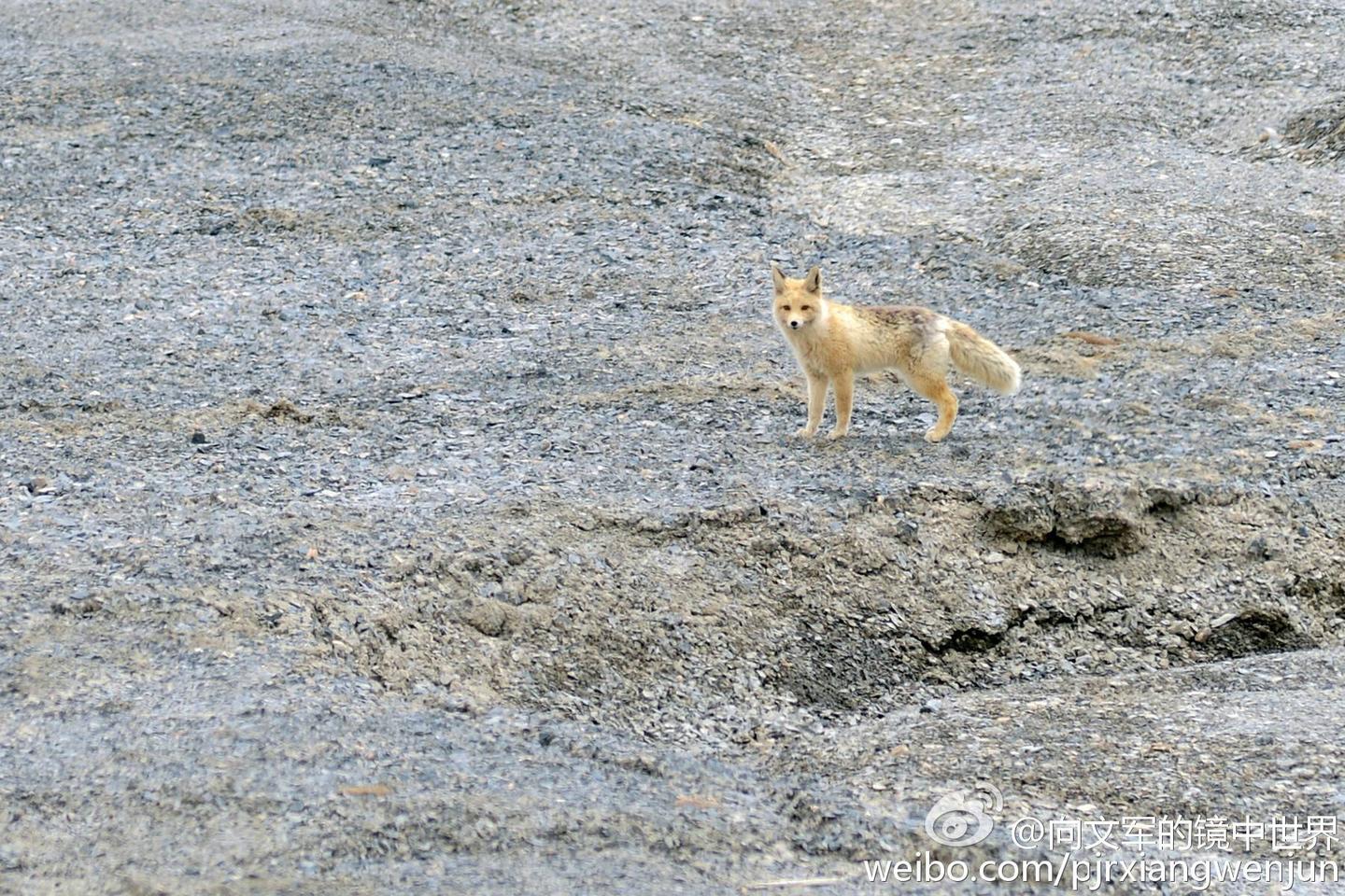 西藏小百科 赤狐 知乎